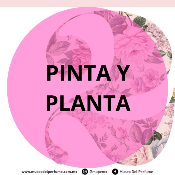 Pinta y Planta